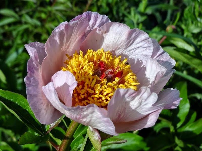 Photo of Peony (Paeonia 'Dearest') uploaded by Orsola