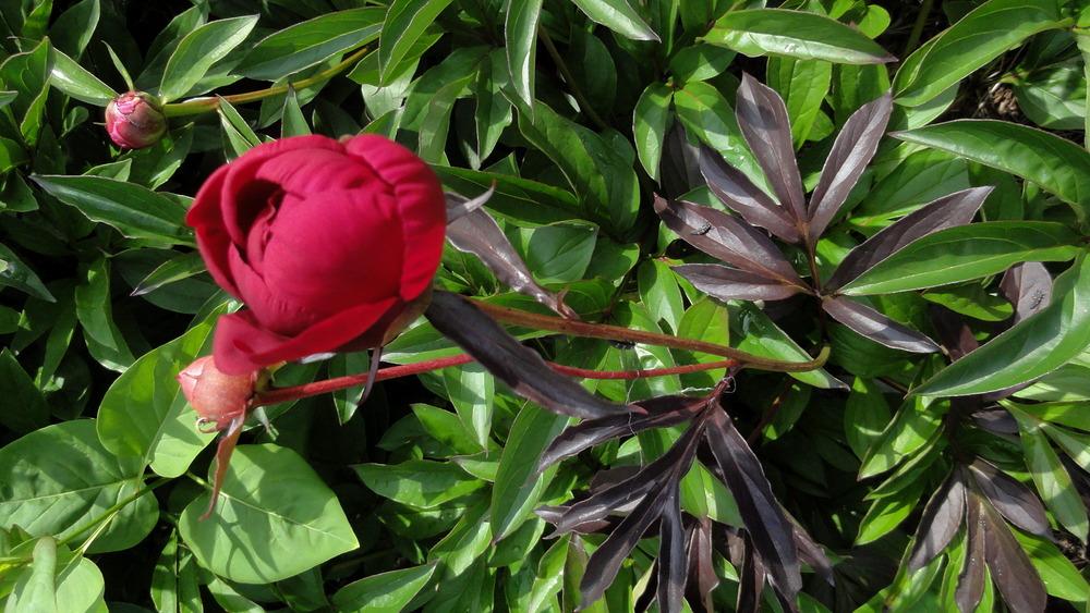 Photo of Peony (Paeonia lactiflora 'Hari-Ai-Nin') uploaded by Orsola