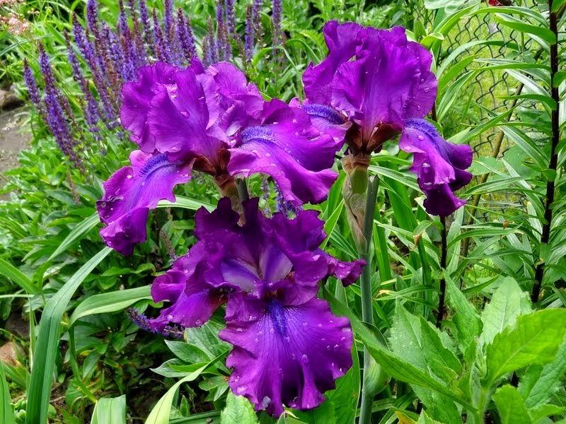Photo of Tall Bearded Iris (Iris 'Swingtown') uploaded by Orsola