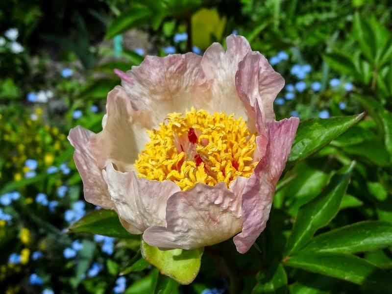Photo of Peony (Paeonia 'Dearest') uploaded by Orsola