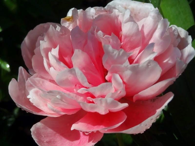 Photo of Garden Peony (Paeonia 'Etched Salmon') uploaded by Orsola