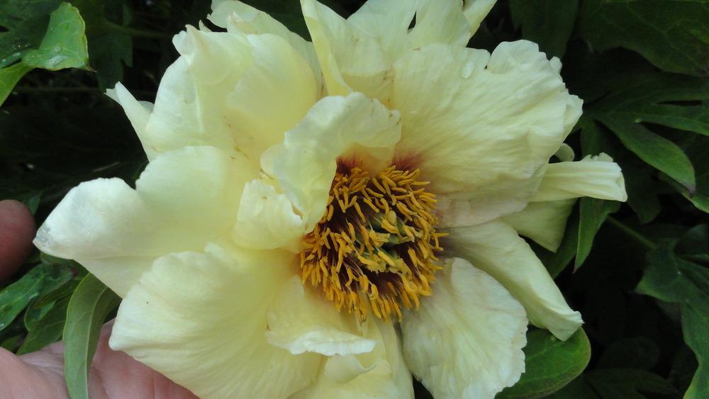 Photo of Lutea Hybrid Tree Peony (Paeonia 'Age of Gold') uploaded by Orsola