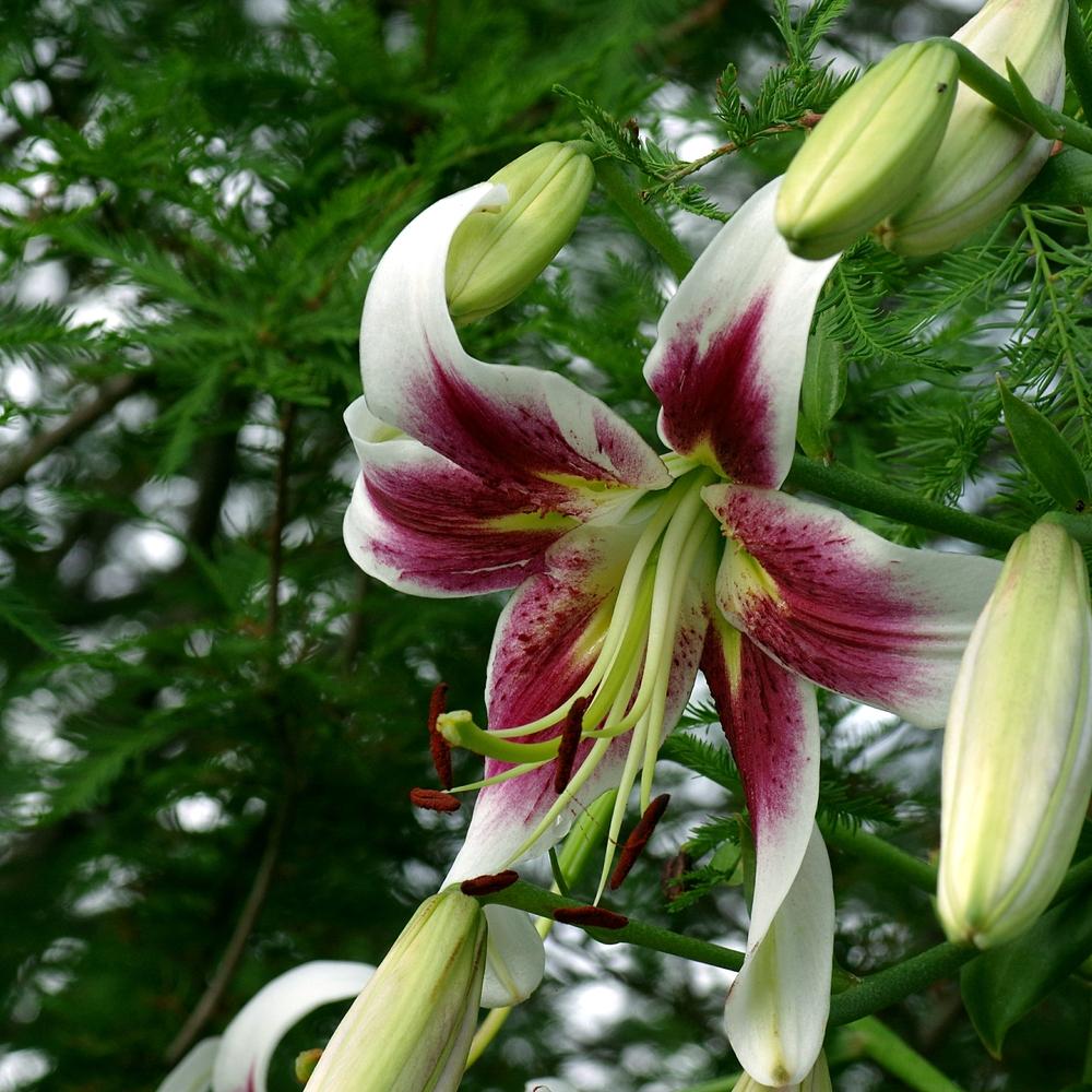 Photo of Lily (Lilium 'Sarabande') uploaded by dirtdorphins