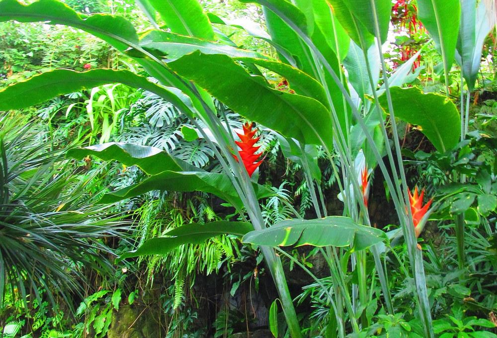 Photo of Heliconia uploaded by jmorth