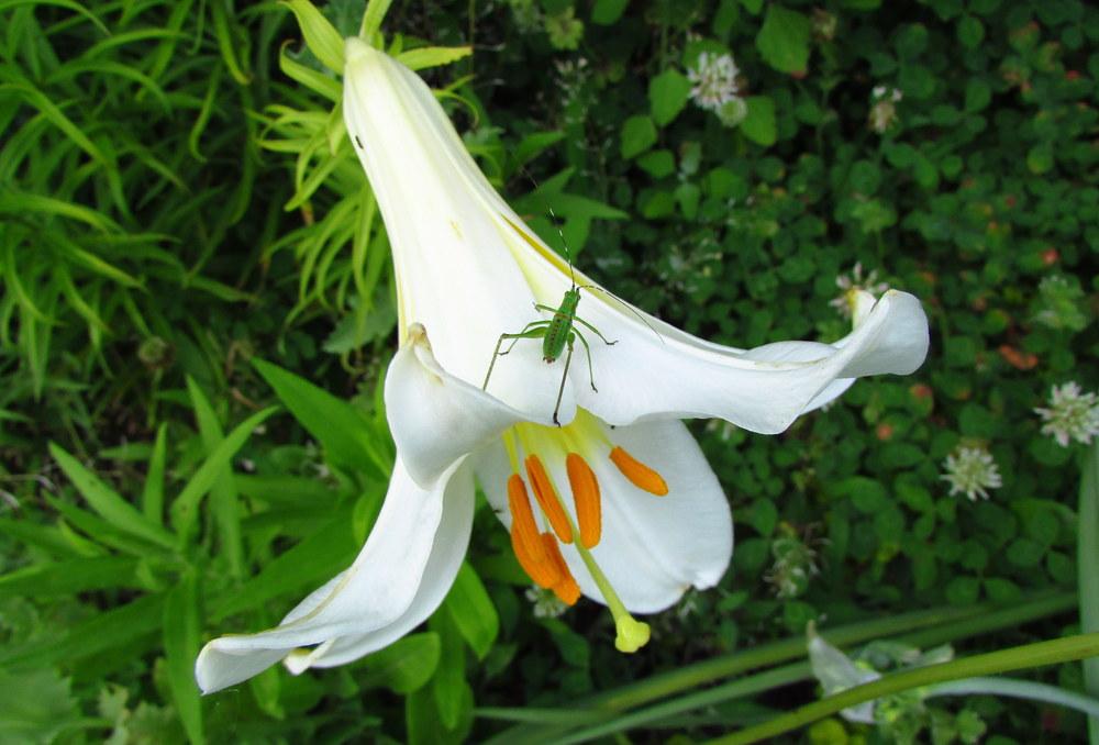 Photo of Lily (Lilium regale 'Album') uploaded by jmorth