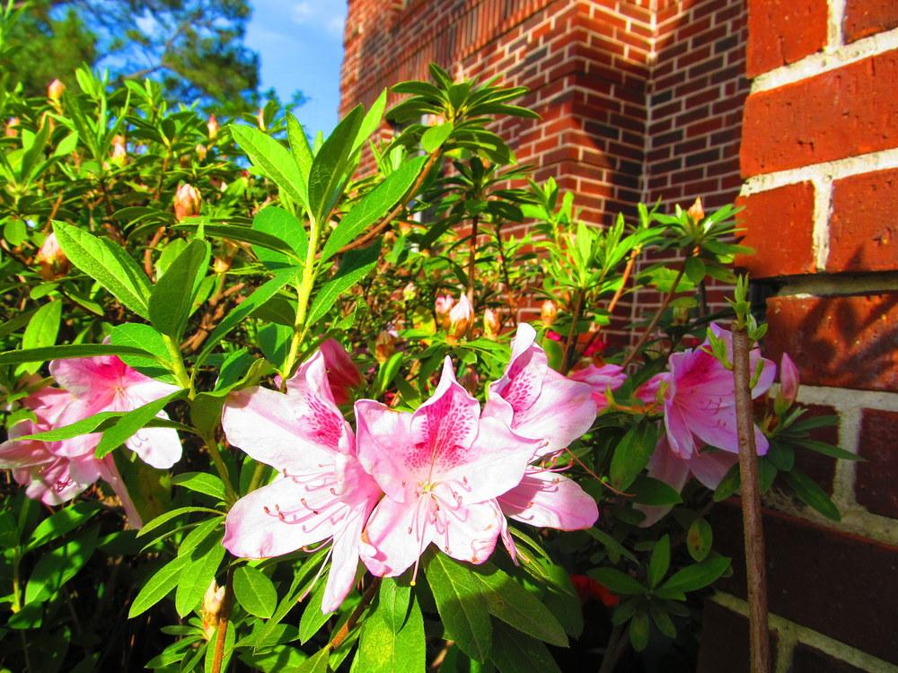 Photo of Rhododendrons (Rhododendron) uploaded by jmorth