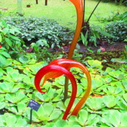 Location: Missouri Botanical Garden (MOBOT) - St Louis
Date: 2-25-13
w/ some Chihuly glasswork