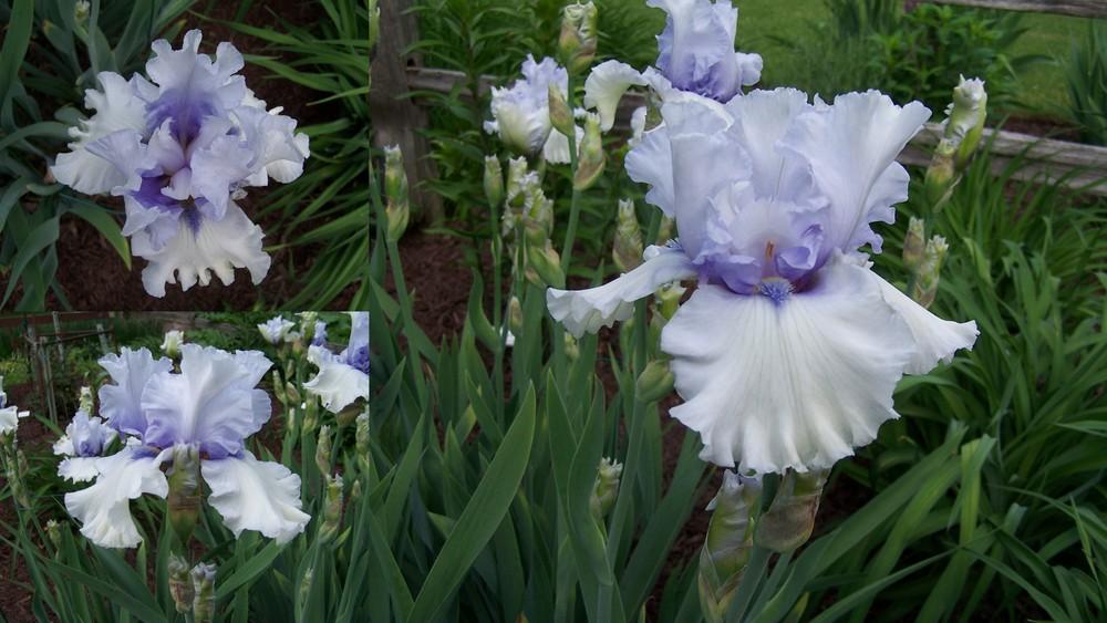 Photo of Tall Bearded Iris (Iris 'Chinook Winds') uploaded by petruske
