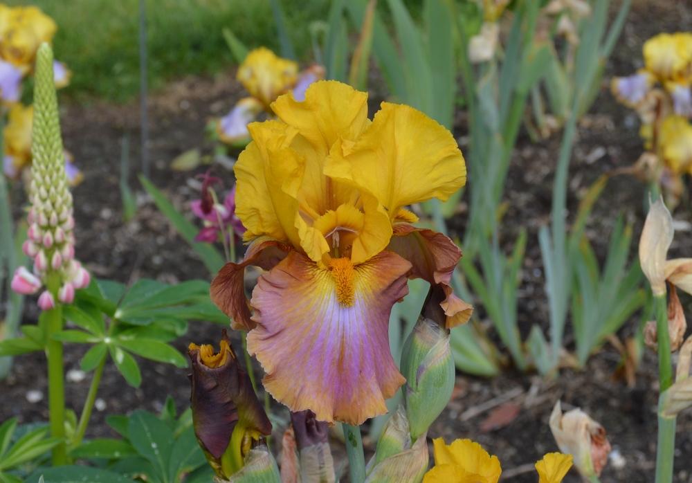Photo of Tall Bearded Iris (Iris 'Megabucks') uploaded by KentPfeiffer