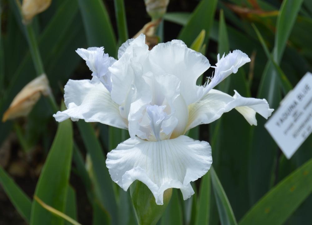 Photo of Tall Bearded Iris (Iris 'Mesmerizer') uploaded by KentPfeiffer