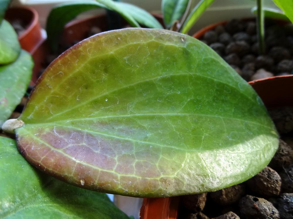 Photo of Wax Plant (Hoya merrillii) uploaded by Orsola