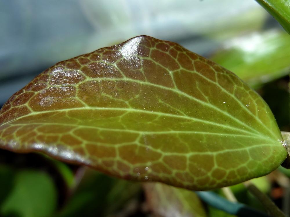 Photo of Wax Plant (Hoya pottsii) uploaded by Orsola
