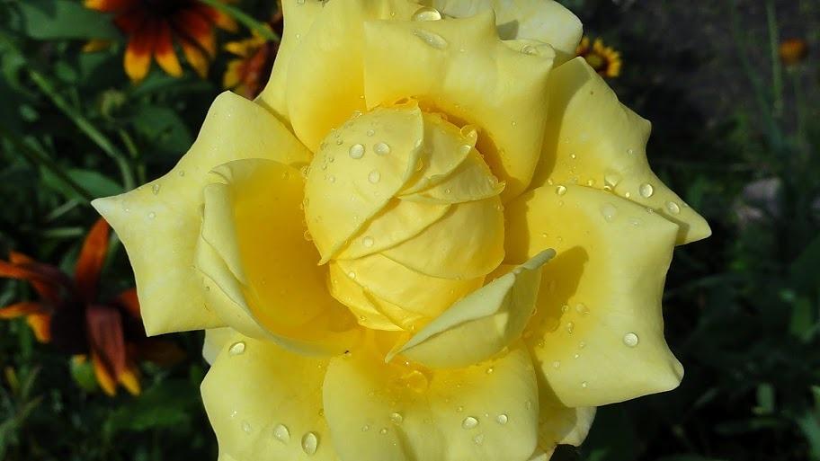 Photo of Floribunda Rose (Rosa 'Arthur Bell') uploaded by Orsola