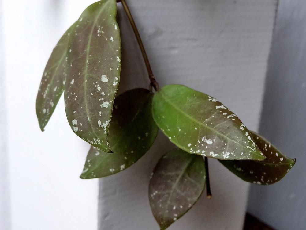 Photo of Wax Plant (Hoya walliniana) uploaded by Orsola