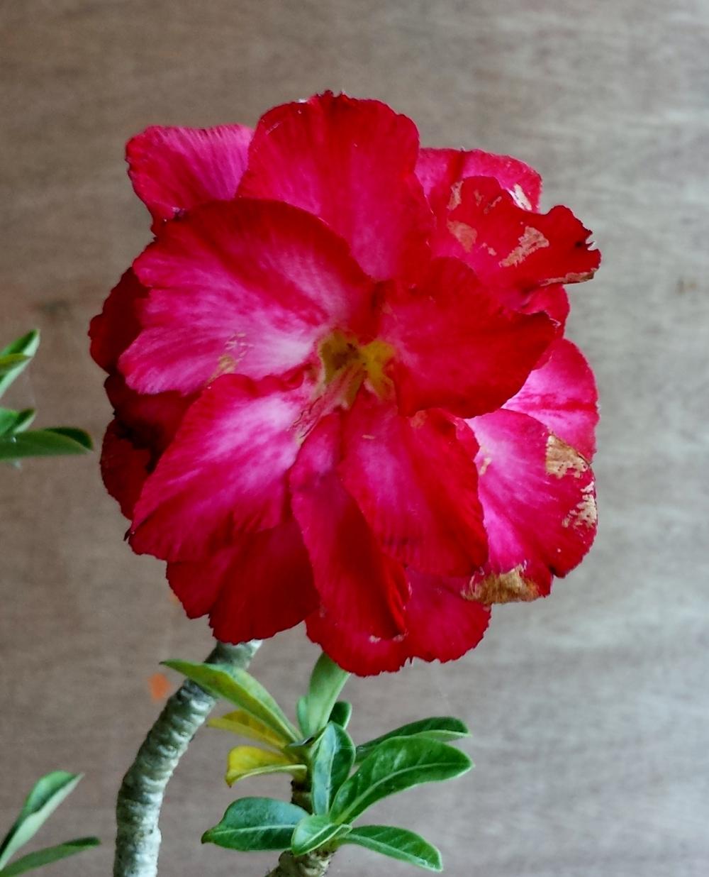 Photo of Desert Rose (Adenium obesum 'Night Rose') uploaded by Rainbow