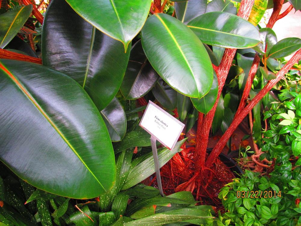 Photo of Rubber Plant (Ficus elastica) uploaded by jmorth
