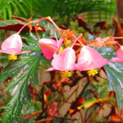 Location: central Illinois - Washington Park Botanical Garden -Springfield, Il.
Date: 2014-03-22
Angel Wing a/o cane begonia