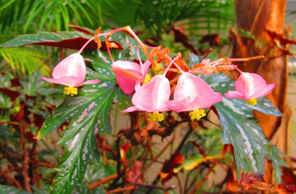 Photo of Begonias (Begonia) uploaded by jmorth