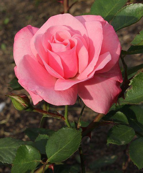 Photo of Rose (Rosa 'Anna Livia') uploaded by robertduval14