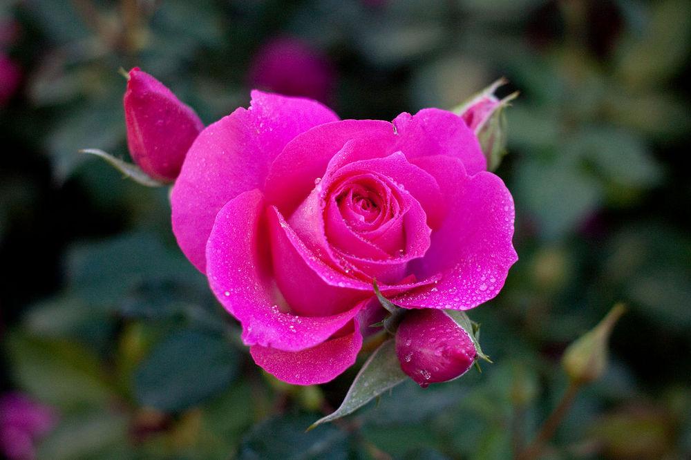 Photo of Rose (Rosa 'Urara') uploaded by robertduval14