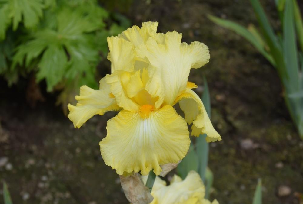 Photo of Tall Bearded Iris (Iris 'New Moon') uploaded by KentPfeiffer