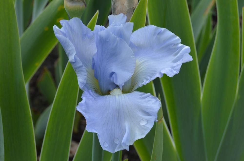 Photo of Tall Bearded Iris (Iris 'Navajo Jewel') uploaded by KentPfeiffer