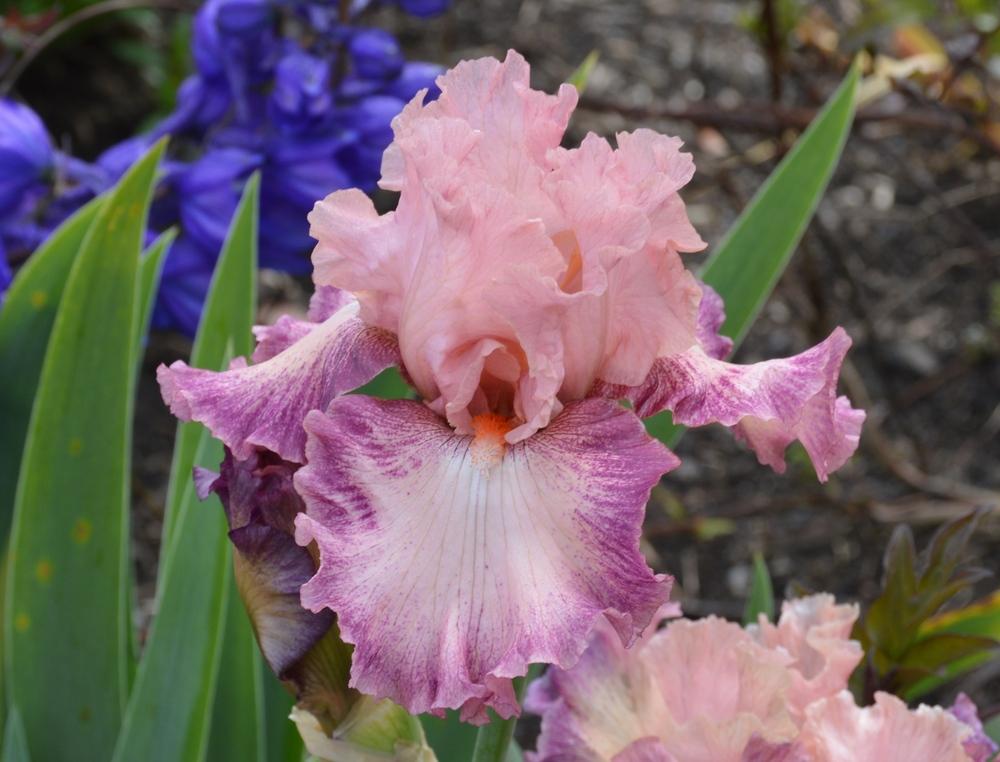 Photo of Tall Bearded Iris (Iris 'Musician') uploaded by KentPfeiffer