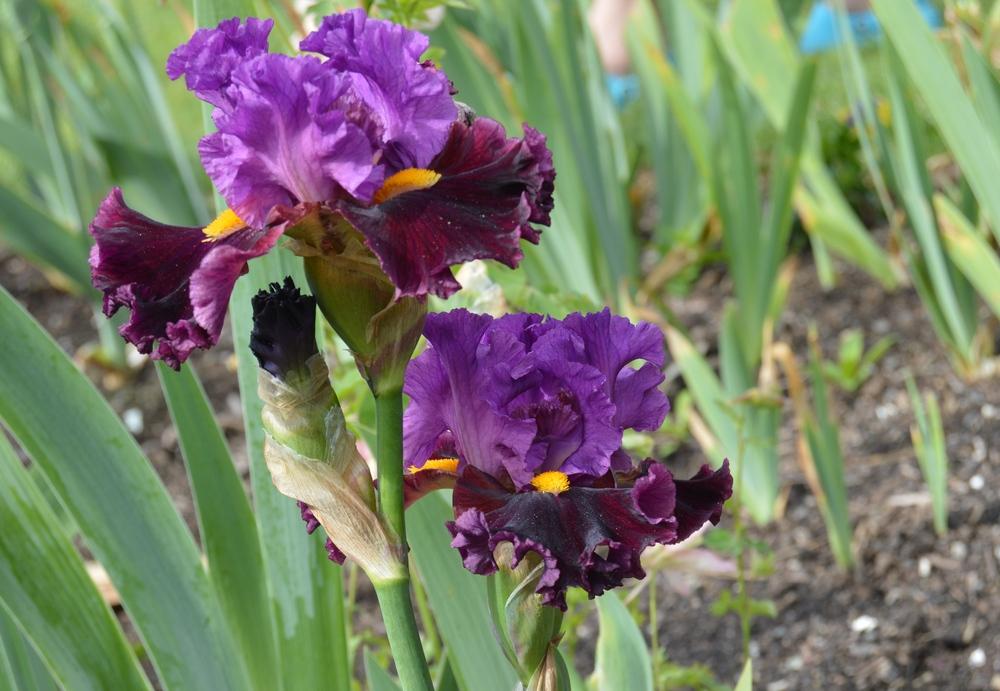 Photo of Tall Bearded Iris (Iris 'Naughty Nights') uploaded by KentPfeiffer