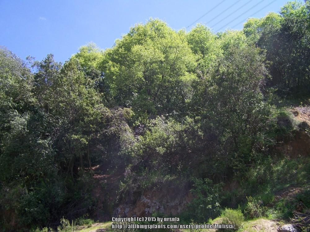 Photo of Santiago's Oak (Nothofagus macrocarpa) uploaded by Mutisia