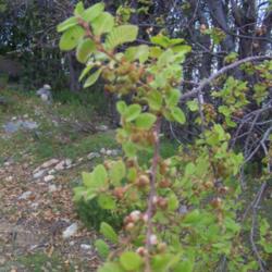 Location: Cerro El Roble, Chile
Date: Spring 2008
New foliage and flower buds.