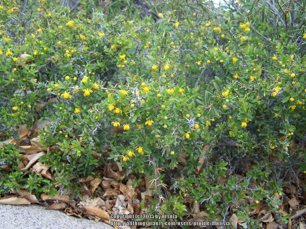 Photo of Palo Amarillo (Berberis montana) uploaded by Mutisia