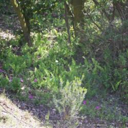 Location: Cuesta La Dormida, Chile
Date: Spring 2008
Blechnum hastatum growing among Oxalis arenaria