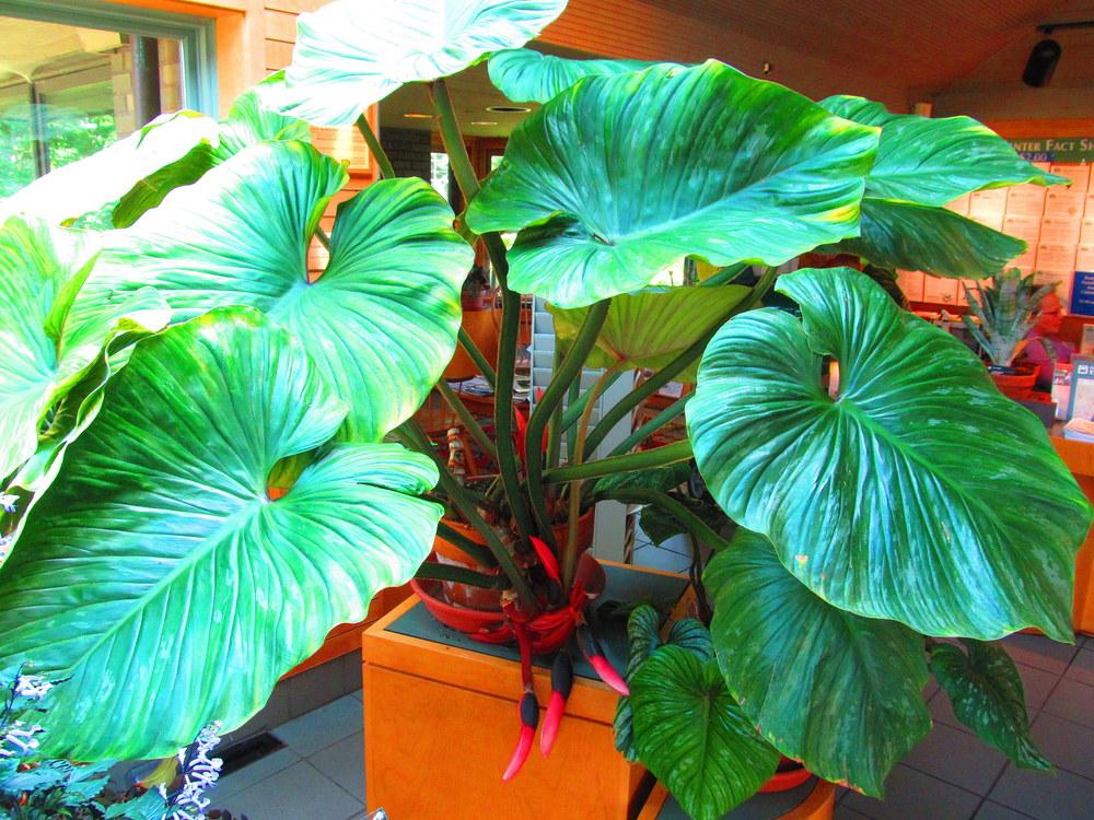 Photo of Philodendrons (Philodendron) uploaded by jmorth