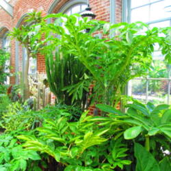 Location: Missouri Botanical Garden (MOBOT) - St Louis
Date: 2011-08-09