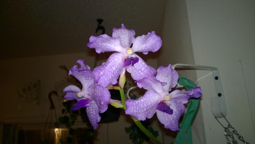 Photo of Orchid (Phalaenopsis pulcherrima) uploaded by froggiesgirl