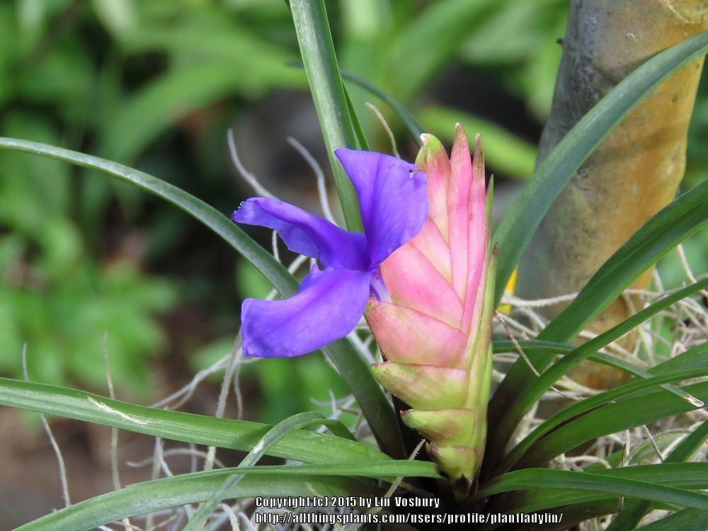 Photo of Pink Quill (Wallisia cyanea) uploaded by plantladylin