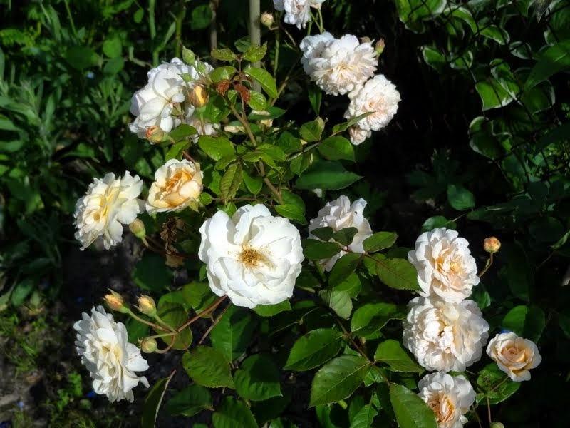 Photo of Hybrid Musk Rose (Rosa 'Buff Beauty') uploaded by Orsola