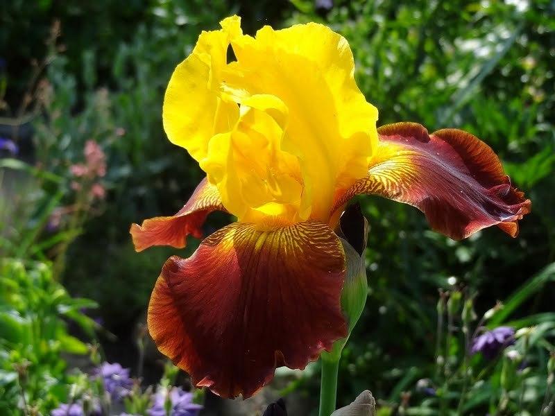 Photo of Tall Bearded Iris (Iris 'Flash Fire') uploaded by Orsola