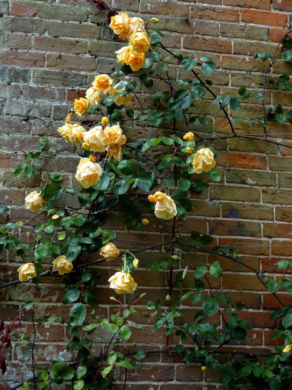 Photo of Climbing Tea Rose (Rosa 'Lady Hillingdon, Climber') uploaded by Orsola