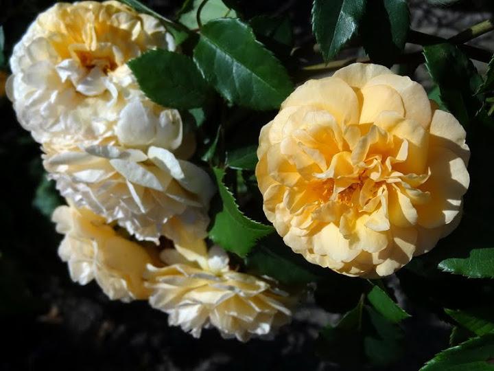 Photo of Hybrid Musk Rose (Rosa 'Buff Beauty') uploaded by Orsola