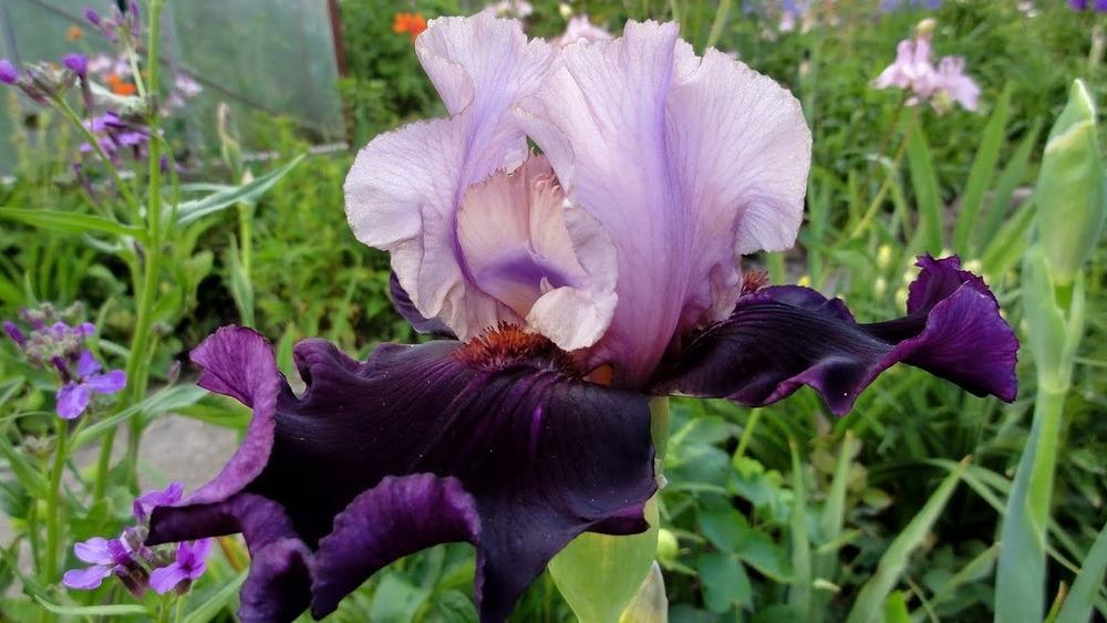 Photo of Tall Bearded Iris (Iris 'Evening Drama') uploaded by Orsola