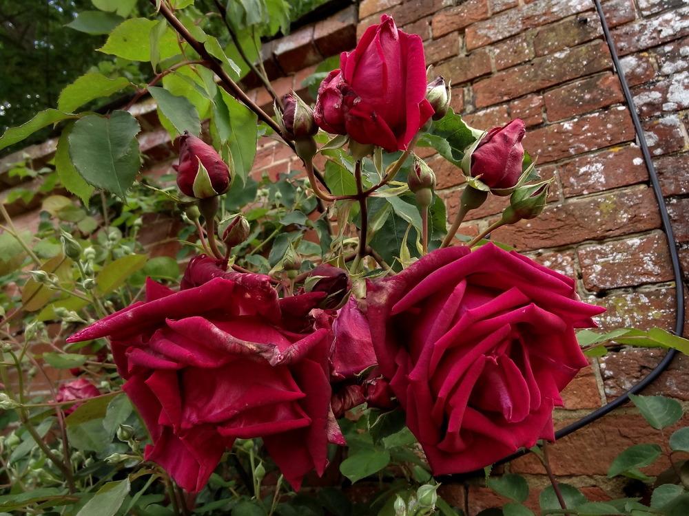 Photo of Rose (Rosa 'Crimson Glory') uploaded by Orsola