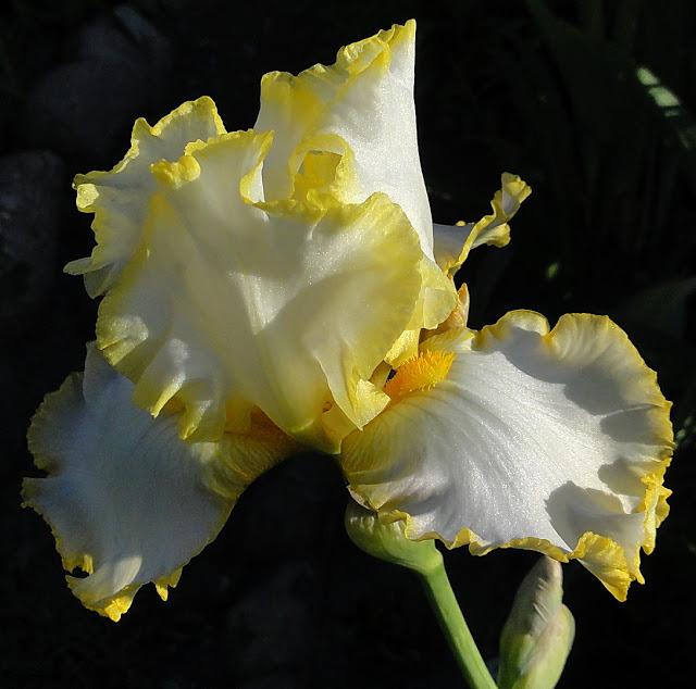 Photo of Tall Bearded Iris (Iris 'Bride's Halo') uploaded by Orsola