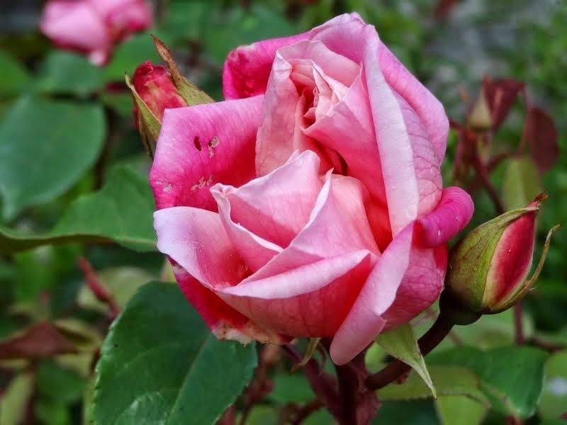 Photo of Rose (Rosa 'Madame Lombard') uploaded by Orsola