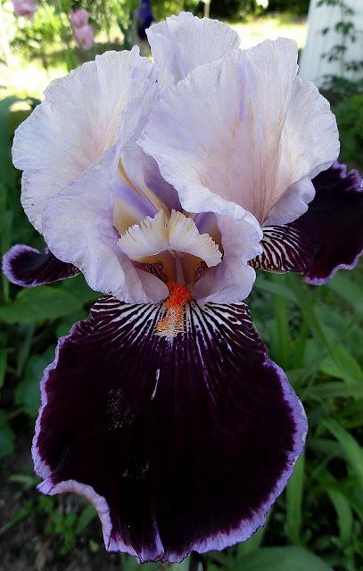 Photo of Tall Bearded Iris (Iris 'Liaison') uploaded by Orsola