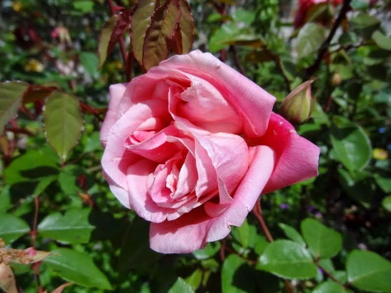 Photo of Rose (Rosa 'Madame Lombard') uploaded by Orsola