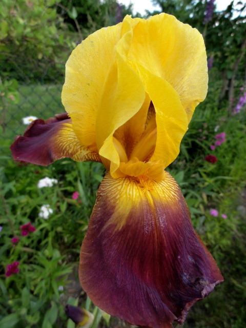 Photo of Tall Bearded Iris (Iris 'Flash Fire') uploaded by Orsola