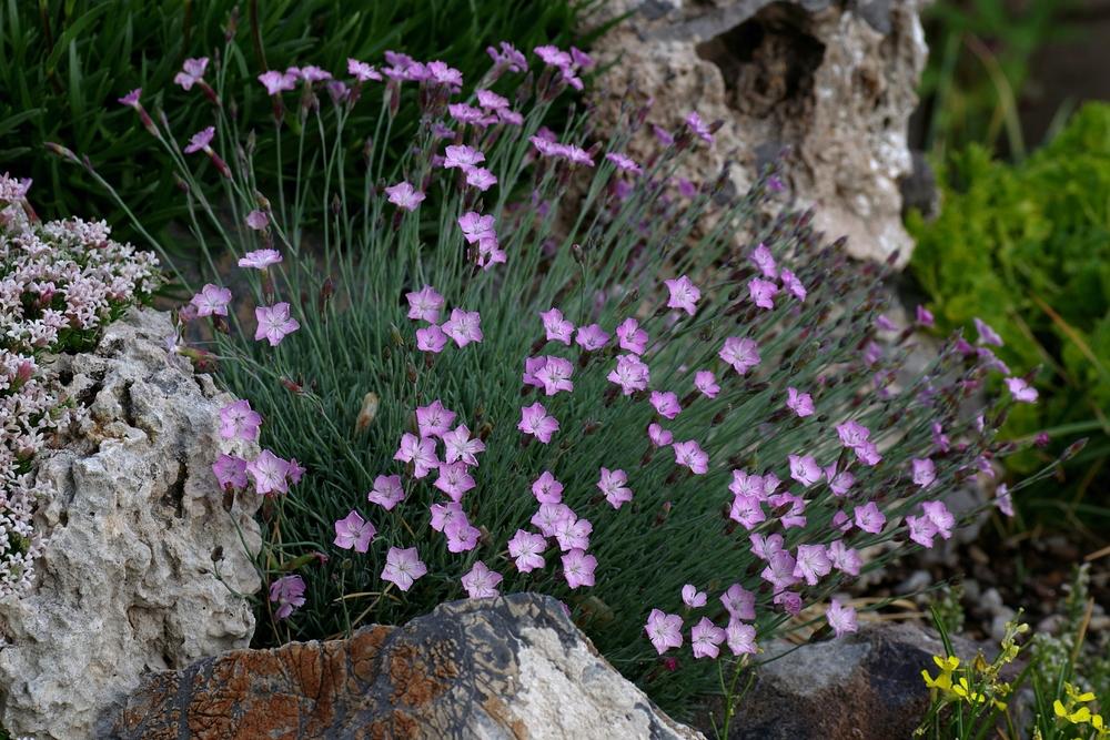 Photo of Dianthus (Dianthus subacaulis) uploaded by dirtdorphins