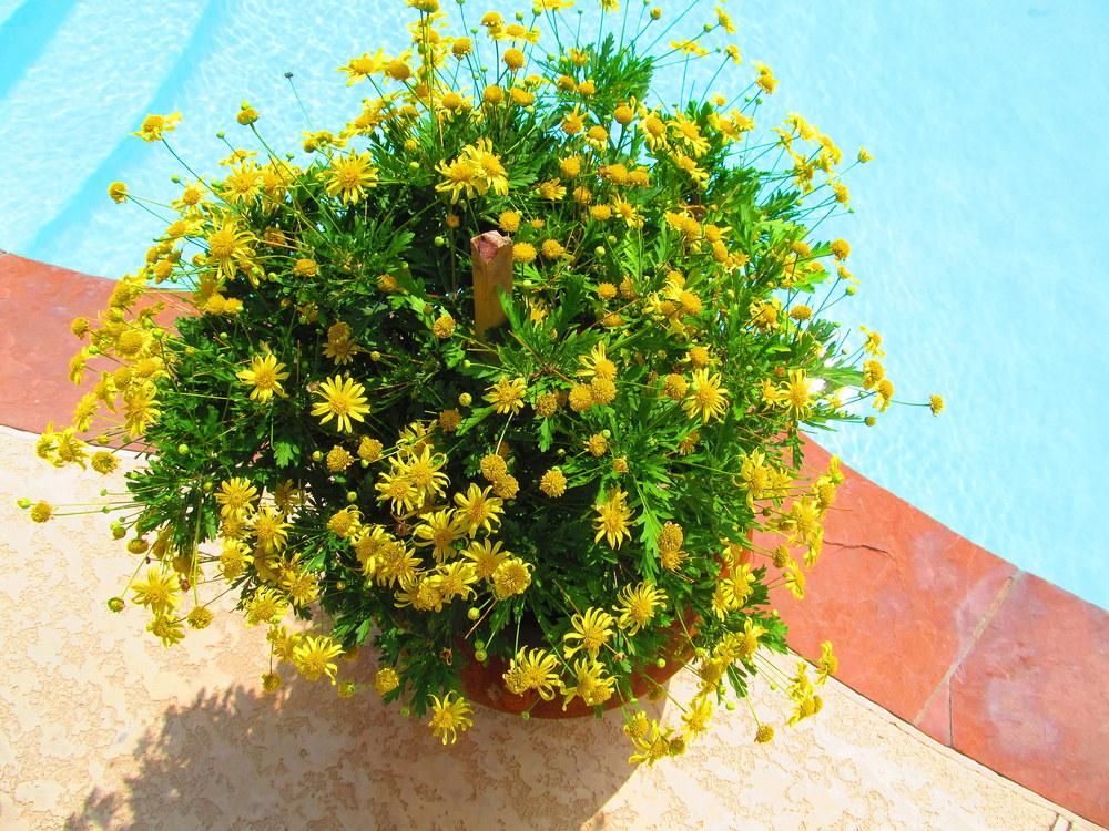 Photo of Chrysanthemum uploaded by jmorth