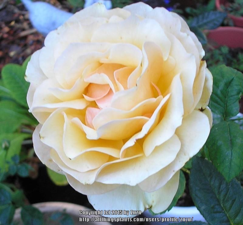 Photo of Hybrid Musk Rose (Rosa 'Buff Beauty') uploaded by zuzu
